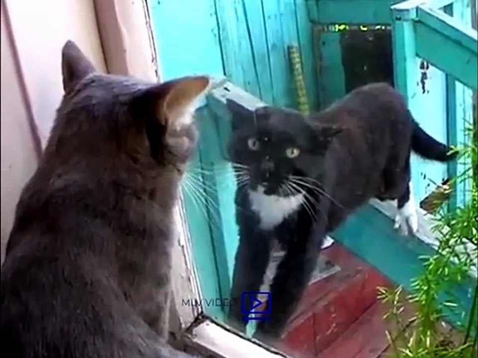 Rival cats
