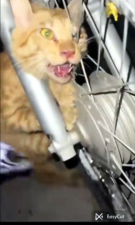 Heartbreaking Final Moments Of A Brave Cat 💔