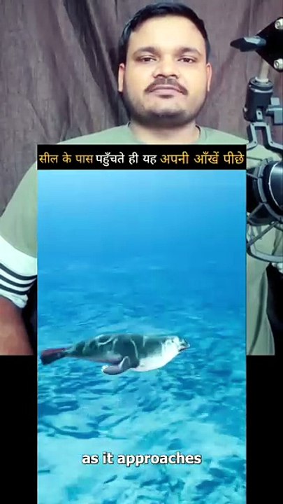 सील के पास पहुँचते ही यह अपनी आँखें पीछे की ओर घुमा लेता है#viralreelsシ #viralpost  #viralreelsfacebook #reelschallenge #reelsvira  シ #reelsviral #reelsfbシ #reelsvideoシ #reelsfacebook #reels #shorts #shortsvideos #shortsfeed #shortstory  #shortsreels#vira