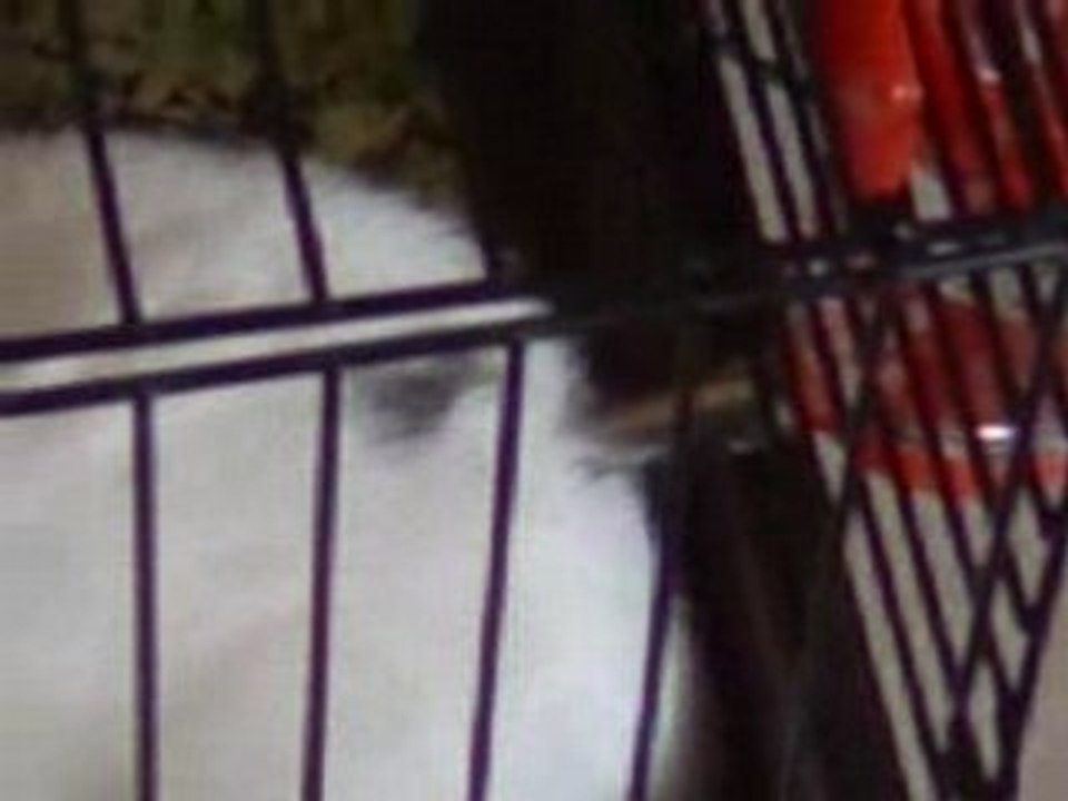 billy le lapin un peu hum hum