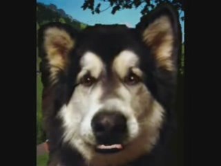 City Dog Training Obedience Training