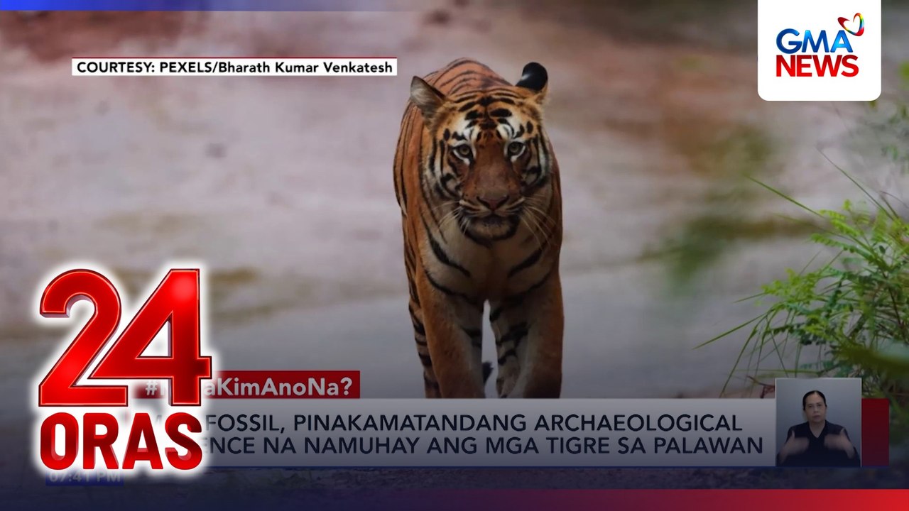 #KuyaKimAnoNa? Express (July 28 - Aug. 1, 2026) - Dragon, lumipad sa UK?; Tigre, matagal nang nanirahan sa Palawan?; Octopus, mahigpit na kumapit sa mukha; Lakpue sa wild; Mammoth fossils, umusbong sa Europa