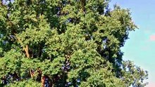 Cricket Sounds for Sleeping | Steady Garden Chorus,