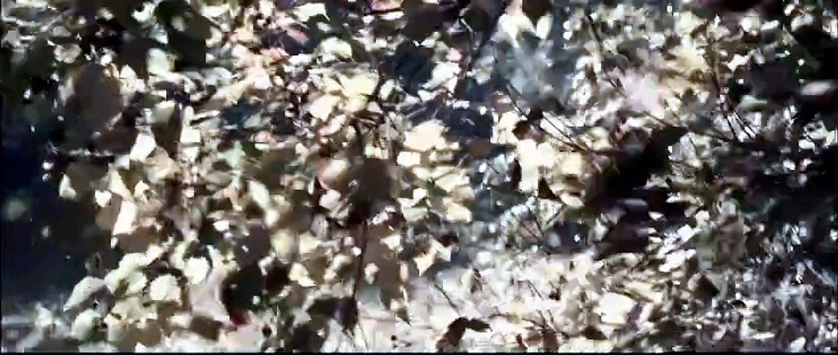 MUST WATCH_Uma escritora que é brutalizada durante sua aposentadoria na cabana procura vingança contra seus agressores, que a consideraram morta.