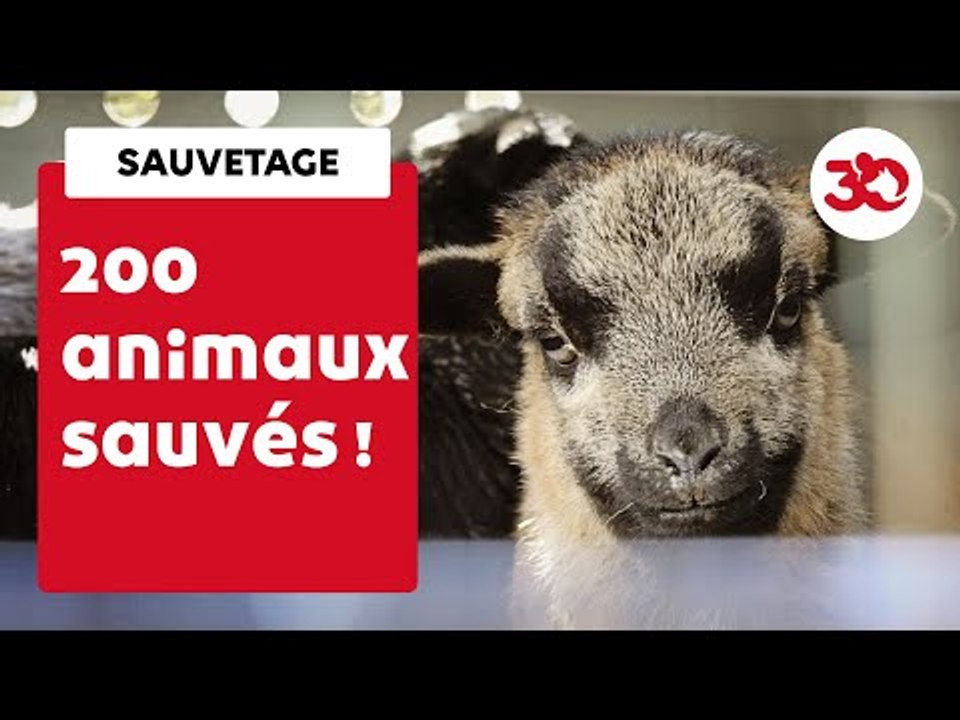200 Animaux à L'Abandon Dans Une Ferme Pédagogique | Sauvetage d'animaux