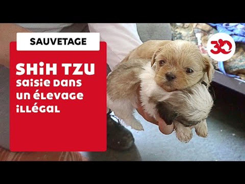 Un élevage Illégal De Shih Tzu | Sauvetage d'an...