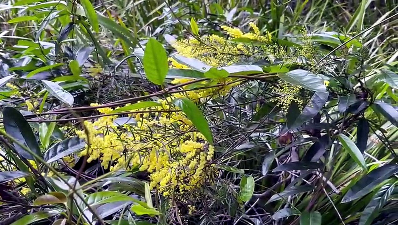 Brisbane wattle(Acacia fimbriata) with bee🐝
