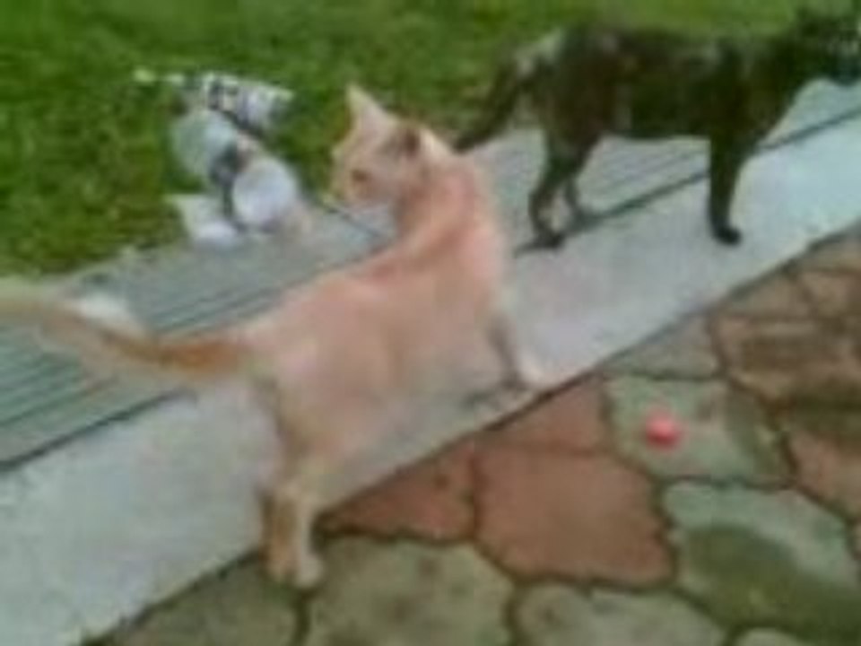 Twin cat 2.1