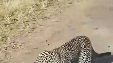 A leopard silently stalks and hunts down a cheetah 🔥