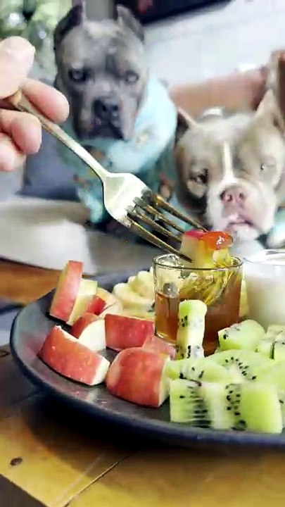 Petisco de Hoje 🤩🐾 Frutas com Iogurte Natural e Mel 🐾