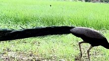 peacock 🦚