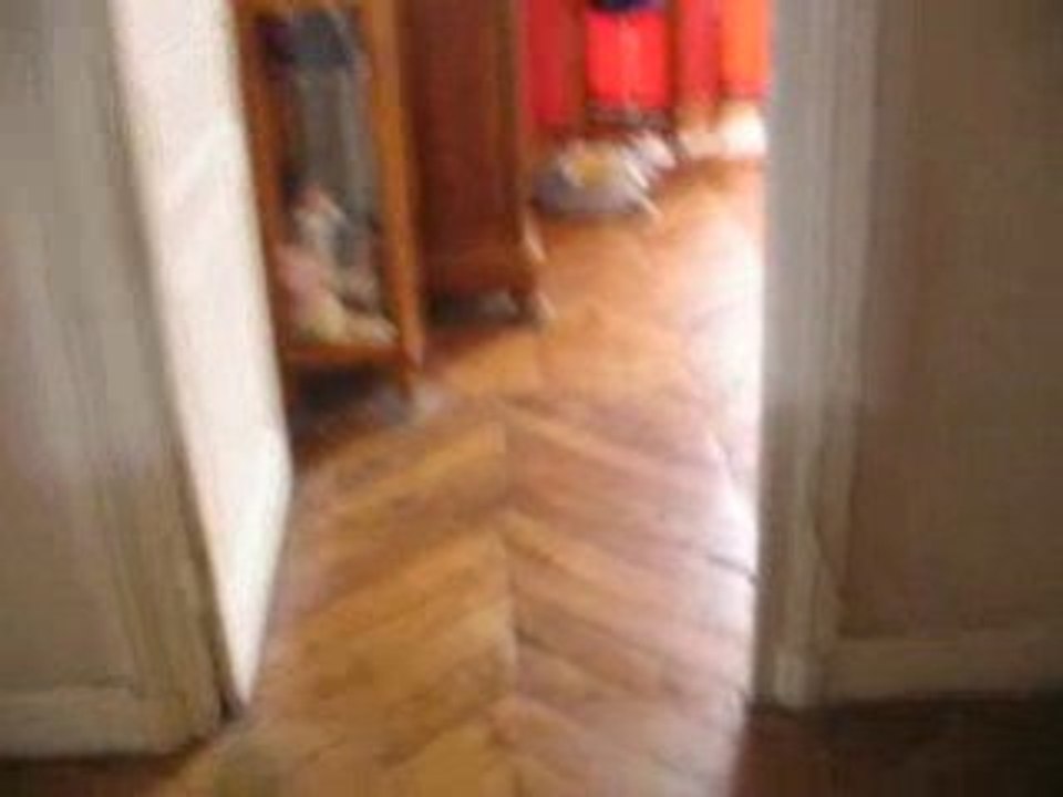 chat-Saut-d'obstacle