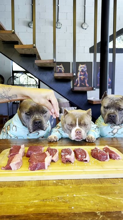 Picanha com Banana para os American Bully 🐾🐾 Maori , Marê e Nuhri 🐾
