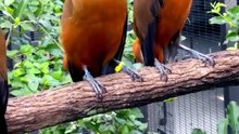 Wonderful Sounds of Nature.