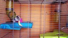 why your hamster might not be dead