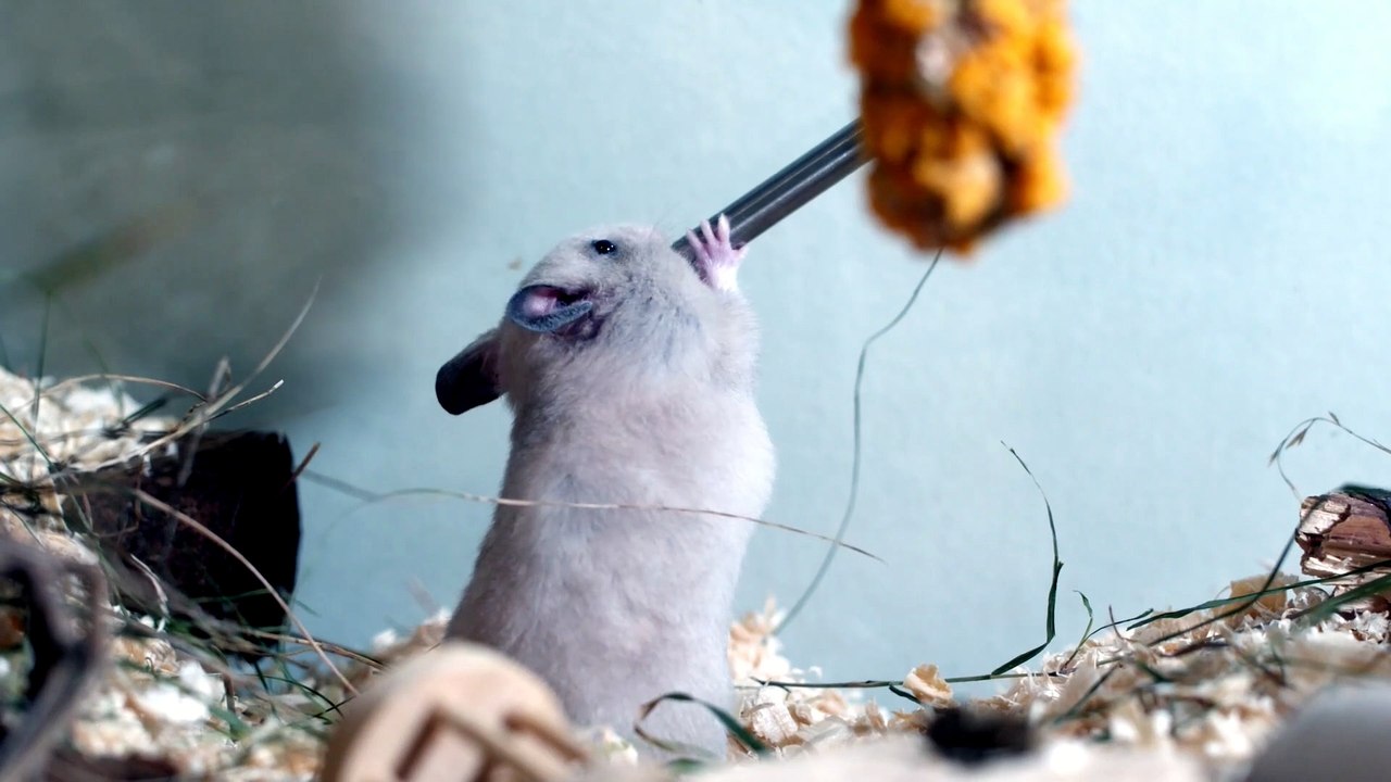 how do i know if my hamster is pregnant