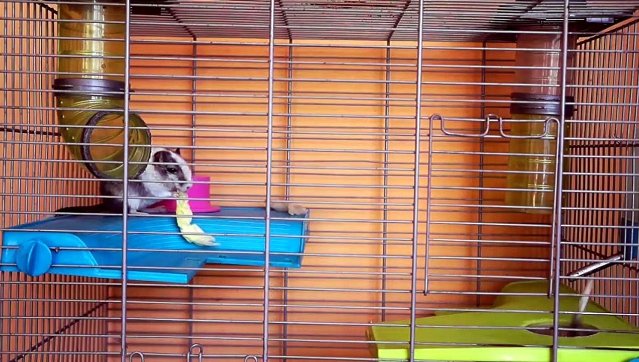 how to know if my hamster is sick