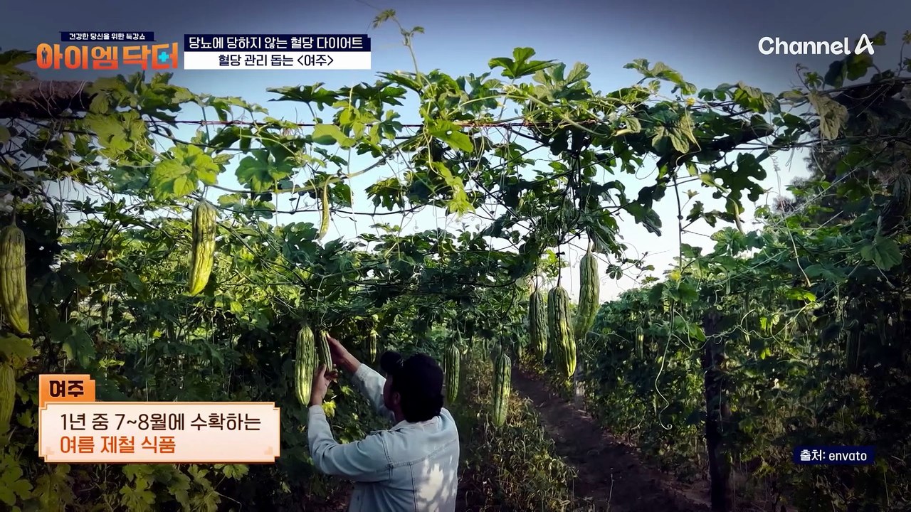급격한 혈당 상승을 억제해 준다?! 혈당 관리 돕는 '여주'