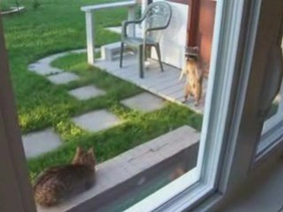 Le chat et le raton
