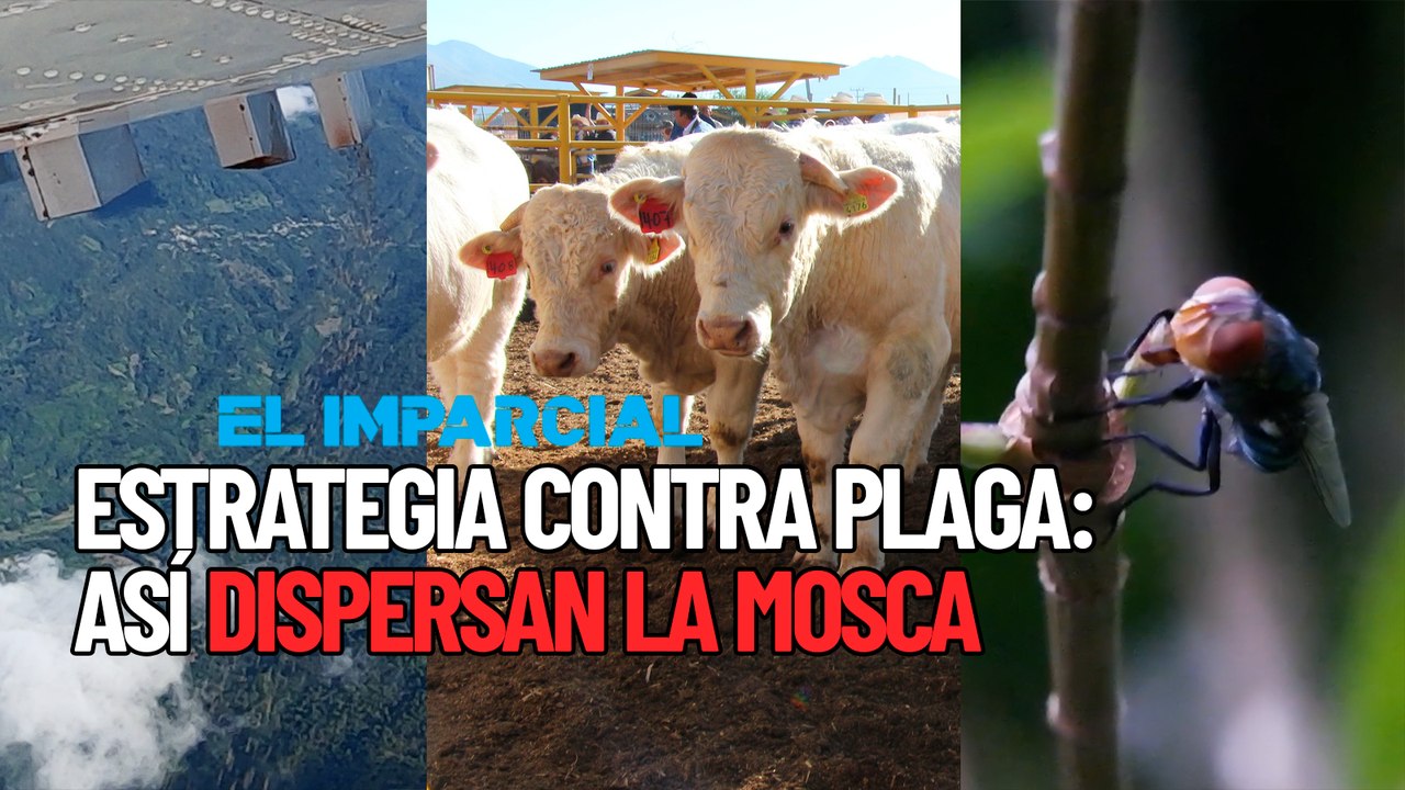 ¿Cómo funciona la dispersión de mosca estéril para frenar al gusano barrenador?