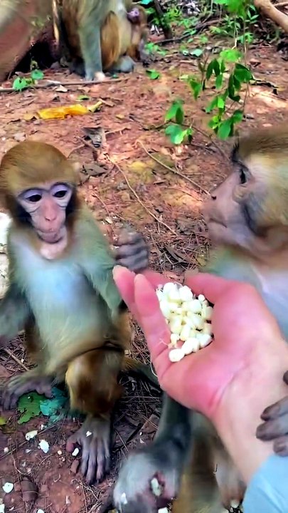 Big and small monkey girl