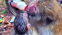 Big crooked neck enjoying milk
