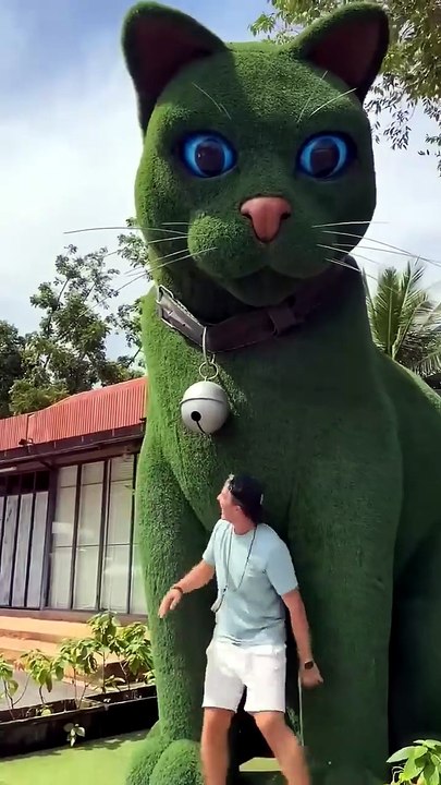 This cat is really alive!#funny #cats#catvideos#tiktok#social #usafunny#catlovers#funpage 4 720P