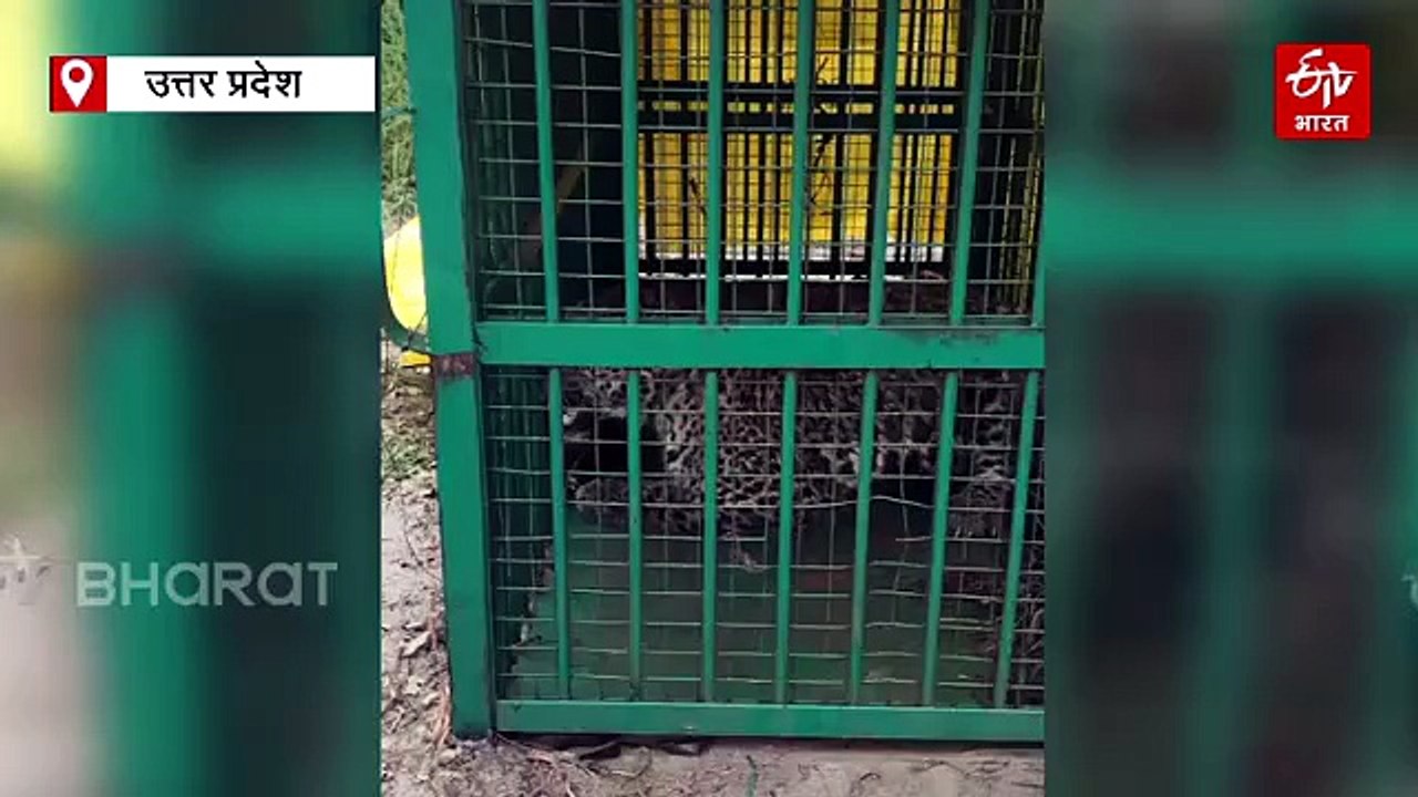 WATCH: लखीमपुर खीरी में 8 साल के गोलू की जान लेने वाला तेंदुआ पिंजरे में कैद