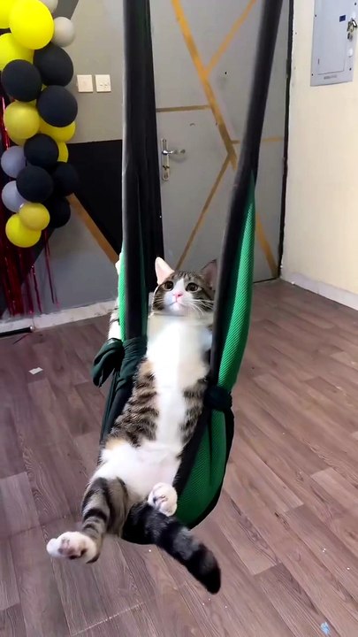 A Normal Day As A Cat Mom 😸😸😸