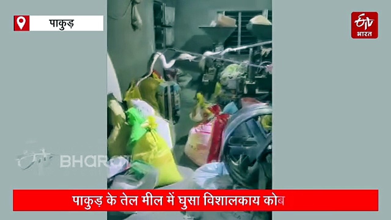 तेल मिल में घुसा पांच फीट लंबा कोबरा, वन विभाग ने किया रेस्क्यू