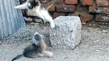 I Believe I Can Fly  😸😸😸
