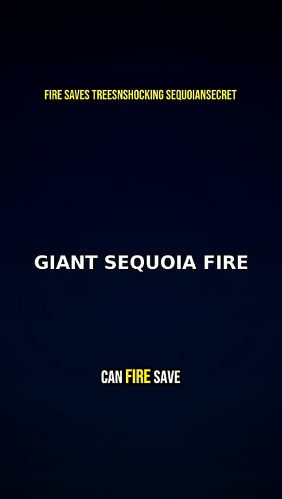 🔥 Fire Saves Trees?! Shocking Sequoia Secret