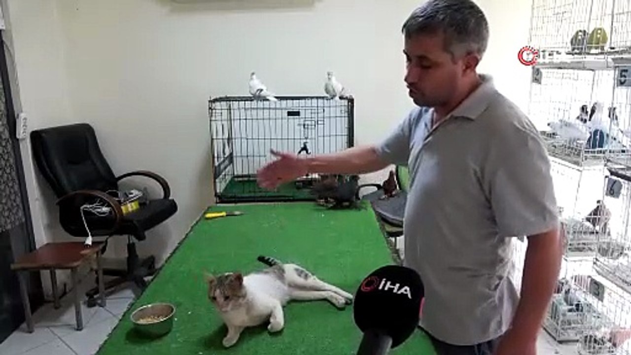 Milyonluk güvercinler bulut adlı kediye emanet