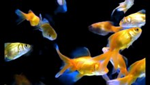which fish is best molly or guppy