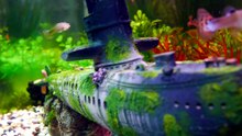 why guppy fish die after giving birth