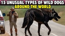 15 Wild Dog Species from Around the World