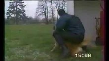 Chien policier