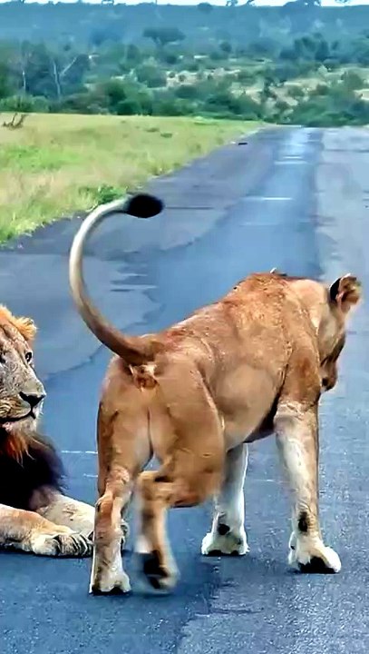 Lion animals Videography