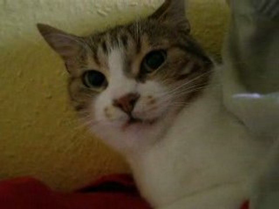 achille le chat qui grogne