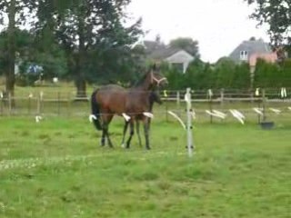 Poulain BWP et sa maman en prairie