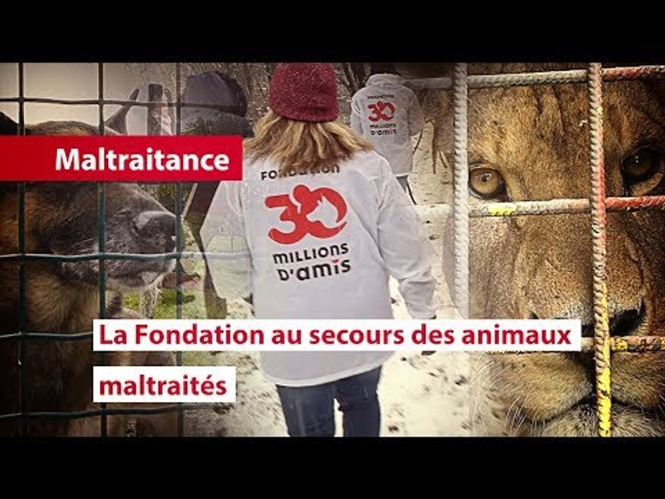 La Fondation 30 Millions D'Amis Au Secours Des Animaux Maltraités | Sauvetage d'animaux