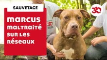 Il Mettait Son Chien Dans Un Lave-Linge | Sauvetage d'animaux