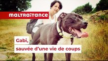 Gabi, Sauvée D'Une Vie De Coups | Sauvetage d'animaux