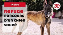 Journey Of A Dog Saved By The 30 Million Friends Foundation | Sauvetage d'animaux