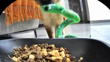 Un chat essaie de nourrir son serpent en peluche, c’est adorable
