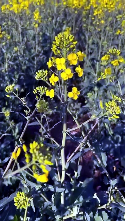 La saison du colza est officiellement ouverte 🌼 #colza #naturelovers #printemps #campagne.mp4