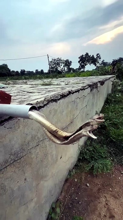 Snakes can slither out anywhere like this #wildlife #snake