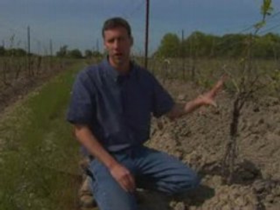 Grafting in The Vineyard
