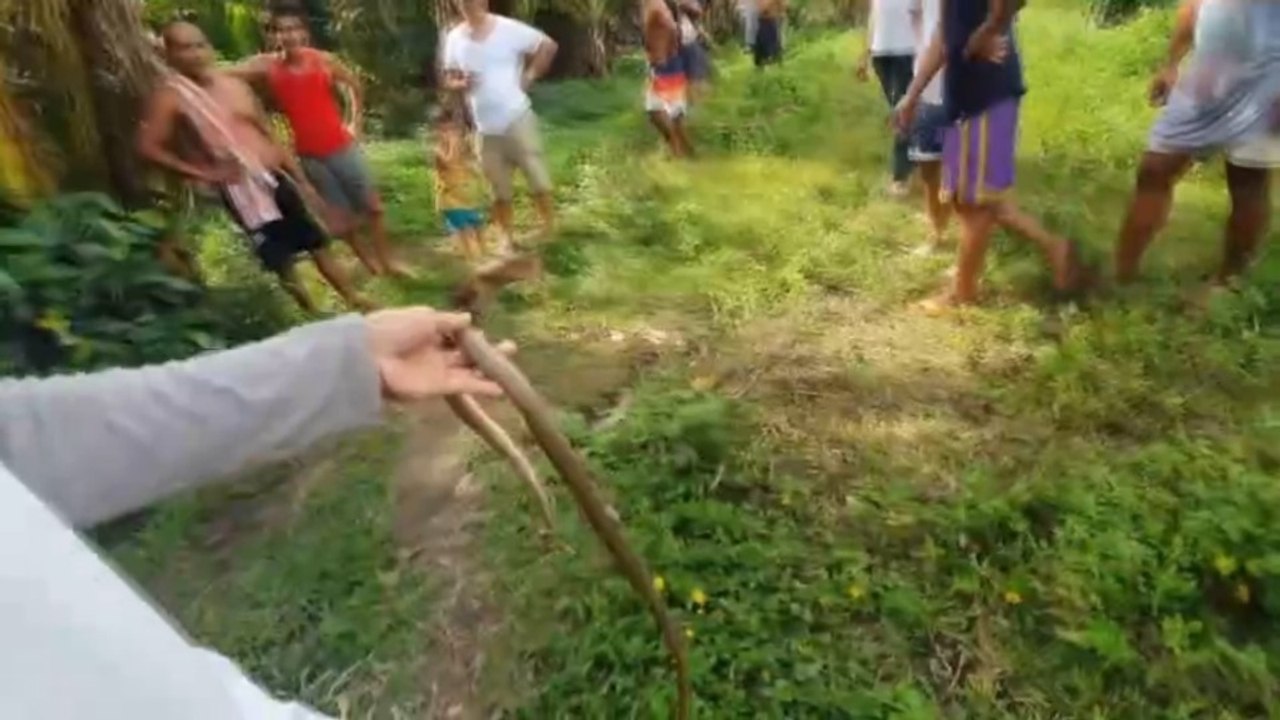 12 EGGS DEVOURED AS COBRAS INVADE UNCLE’S FARM! GOATS, COWS AND OTHER ANIMALS IN DANGER! | English Subtitles