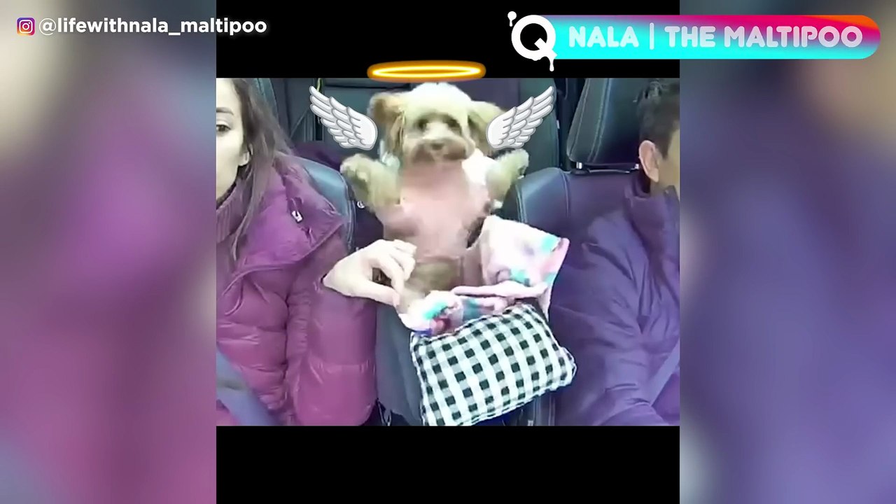 🐱 Adorable Animal Compilation! #CuteAnimals #Viral#Funny#Animals